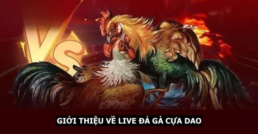 Giới thiệu phòng live trận đấu đẳng cấp 5 sao