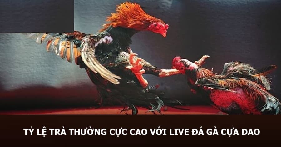 Ưu điểm về phòng live đá gà của nhà cái RR88