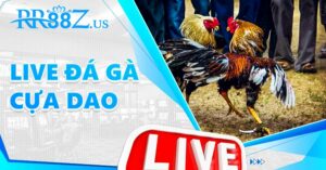 Live đá gà cựa dao